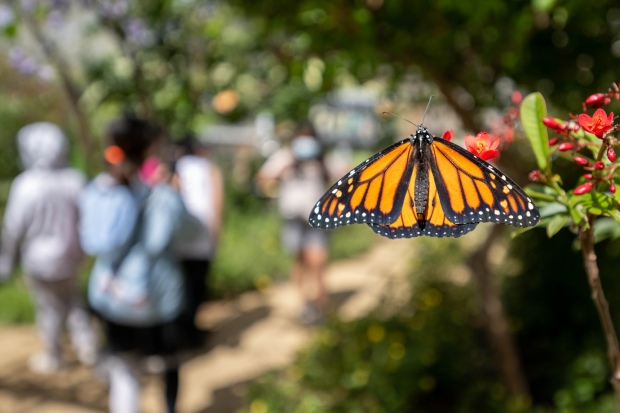 A monarch butterfly in the butterfly pavilion at the LA County Natural History Museum Wednesday, June 1, 2022. Studies show there is a major comeback of the monarch butterflies in western United States. (Photo by David Crane, Los Angeles Daily News/SCNG)